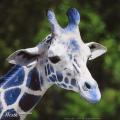 Profile picture of blue giraffe
