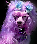 Profile picture of purplepoodle