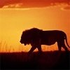 Rise_ Above