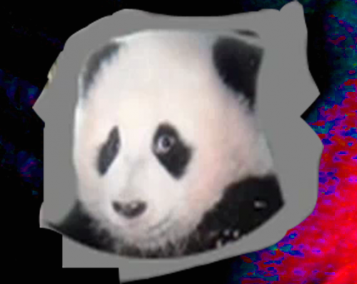 Profile picture of racecarpanda