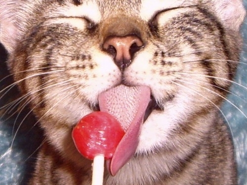 Profile picture of catcatcat4