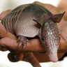 Profile picture of armadillo