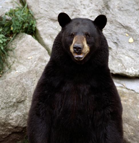 franksthebear