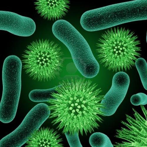 Profile picture of Bacterion
