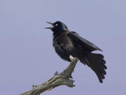 Profile picture of grackle