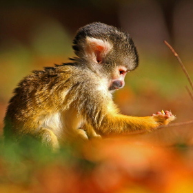 Profile picture of SquirrelMonkey