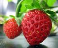 Profile picture of strawberries