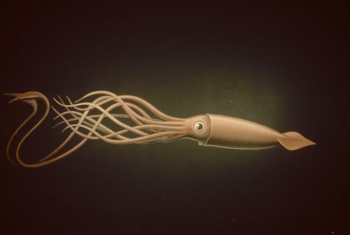 Squid Ink