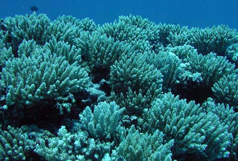 Cyan Coral