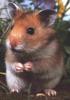 Profile picture of mrhamster
