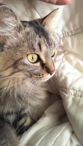phoebe i