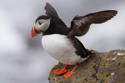 Profile picture of Puffin