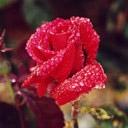 Ardent