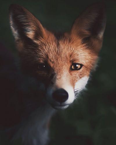 Profile picture of grumpyfox