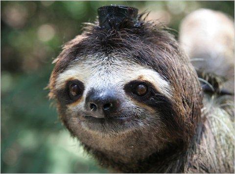 Thesloth 1000