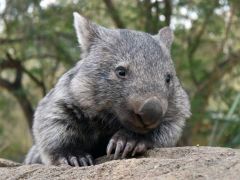 Profile picture of Wombatstaywoke