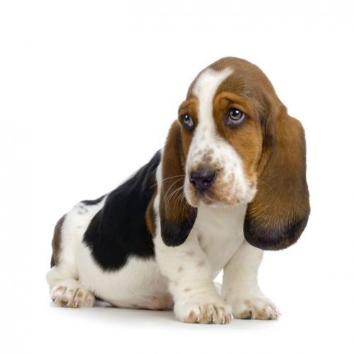 Profile picture of bassetluvr