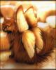 Owl Cat