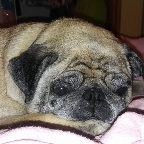 Profile picture of Puggy