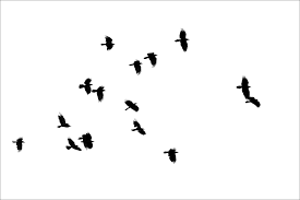 Profile picture of ravenbirdmaven