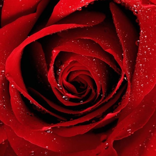 roseshar