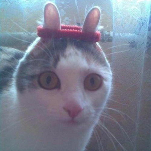Profile picture of uwuchan