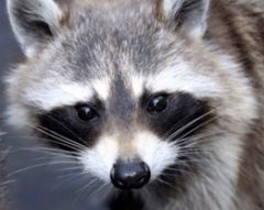 Profile picture of RockyRacoon