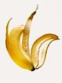 Profile picture of banana_skin