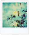 flowerfield