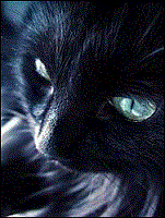 Profile picture of black cat