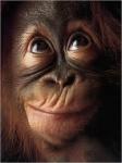 Profile picture of Monkey poo